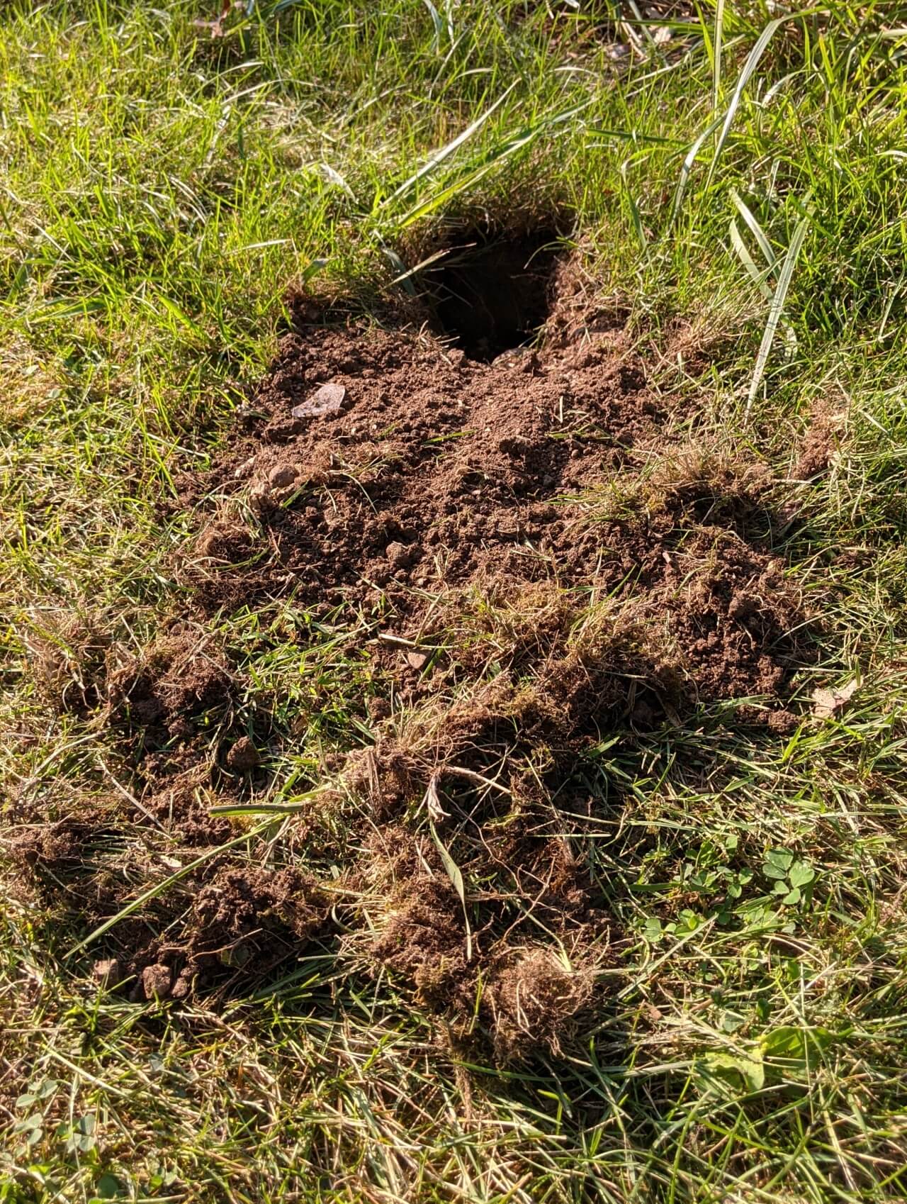 裏庭に穴を掘る動物